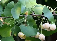 Ginkgo Biloba, ingrediente presente en la fórmula de Variquit