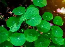 Centella Asiática, ingrediente presente en la fórmula de Variquit
