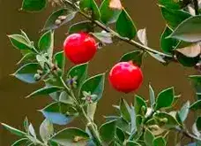 Ruscus Aculeatus, ingrediente presente en la fórmula de Variquit