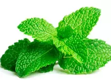 Melilotus y Menthol, ingredientes presentes en la fórmula de Variquit